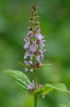 Stachys matthewsii G.P. Fleming, J.B. Nelson, & J.F. Townsend