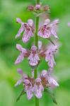 Stachys matthewsii G.P. Fleming, J.B. Nelson, & J.F. Townsend
