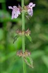 Stachys matthewsii G.P. Fleming, J.B. Nelson, & J.F. Townsend