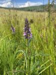 Stachys palustris L.