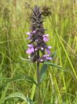 Stachys palustris L.