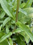 Stachys palustris L.