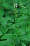 Stachys subcordata Rydb.