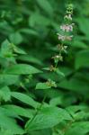 Stachys subcordata Rydb.