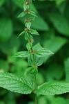 Stachys subcordata Rydb.