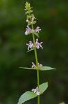 Stachys subcordata Rydb.