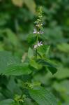 Stachys subcordata Rydb.