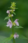 Stachys subcordata Rydb.
