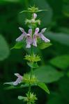 Stachys subcordata Rydb.