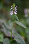 Stachys tenuifolia Willd.
