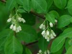 Staphylea trifolia L.