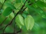 Staphylea trifolia L.