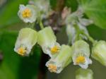 Staphylea trifolia L.