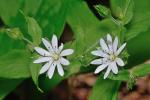 Stellaria corei Shinners