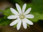 Stellaria corei Shinners