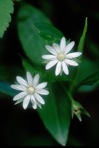 Stellaria corei Shinners