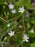 Stellaria graminea L.