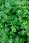 Stellaria media (L.) Vill.