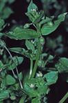 Stellaria media (L.) Vill.