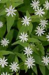 Stellaria pubera Michx.