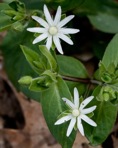 Stellaria pubera Michx.