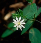 Stellaria pubera Michx.