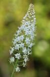 Stenanthium densum (Desr.) Zomlefer & Judd