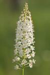 Stenanthium densum (Desr.) Zomlefer & Judd