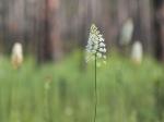 Stenanthium densum (Desr.) Zomlefer & Judd