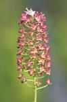 Stenanthium densum (Desr.) Zomlefer & Judd
