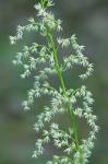 Stenanthium gramineum (Ker-Gawl.) Morong var. gramineum