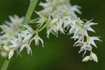 Stenanthium gramineum (Ker-Gawl.) Morong var. gramineum