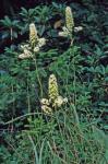 Stenanthium leimanthoides (Gray) Zomlefer & Judd.