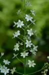 Stenanthium leimanthoides (Gray) Zomlefer & Judd.