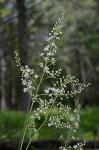 Stenanthium leimanthoides (Gray) Zomlefer & Judd.