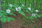 Stewartia malacodendron L.