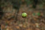 Stewartia malacodendron L.