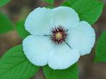 Stewartia malacodendron L.