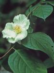 Stewartia ovata (Cav.) Weatherby