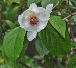Stewartia ovata (Cav.) Weatherby