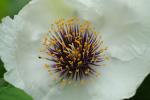 Stewartia ovata (Cav.) Weatherby