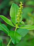 Stillingia sylvatica Garden ex L.