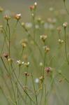 Stipulicida setacea Michx.