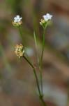 Stipulicida setacea Michx.