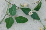 Strophostyles helvola (L.) Ell.