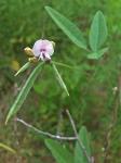 Strophostyles leiosperma (Torr. & Gray) Piper