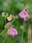 Strophostyles umbellata (Muhl. ex Willd.) Britt.