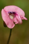 Strophostyles umbellata (Muhl. ex Willd.) Britt.