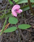 Strophostyles umbellata (Muhl. ex Willd.) Britt.