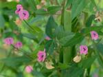 Strophostyles umbellata (Muhl. ex Willd.) Britt.